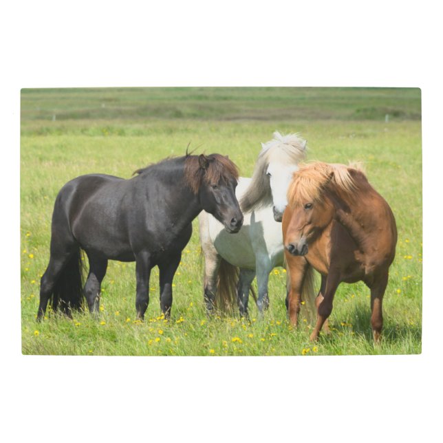 Horses on the Ranch, South Iceland Metal Print (Front)
