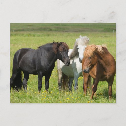 Horses on the Ranch South Iceland Postcard