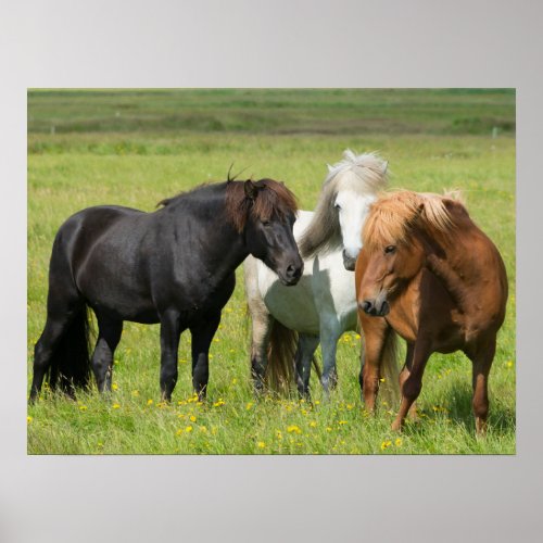 Horses on the Ranch South Iceland Poster