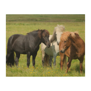 Horses on the Ranch, South Iceland Wood Wall Art