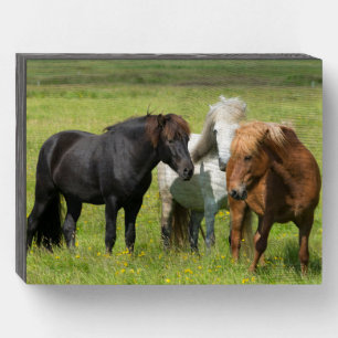 Horses on the Ranch, South Iceland Wooden Box Sign