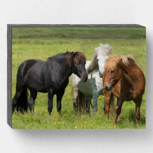 Horses on the Ranch South Iceland Wooden Box Sign