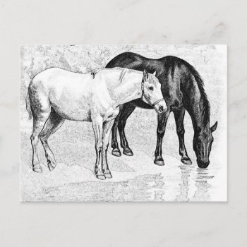 Horses Pencil Drawn Postcard by MehrFarbeImLeben at Zazzle