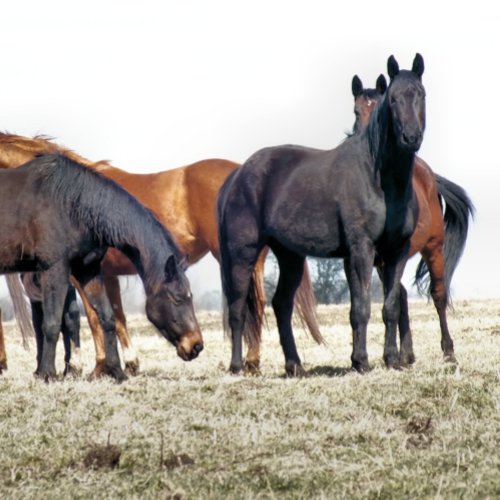 HORSES PHOTO PRINT