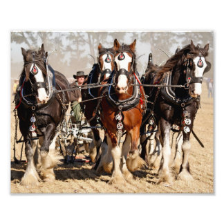 Horses Ploughing Field Photo Print