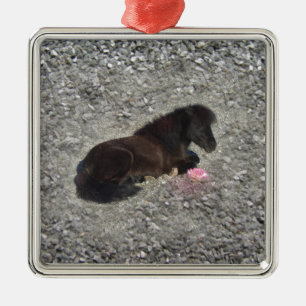 horses pony shetty animal minihorse metal ornament