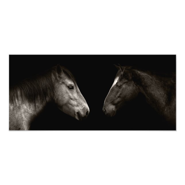 Horses portrait photo print (Front)