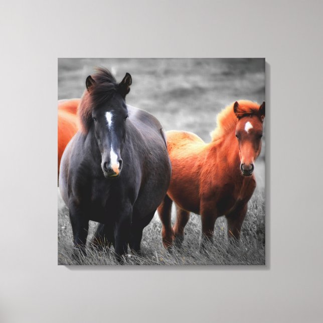Horses Portrait: Selective Color Photography Canvas Print (Front)
