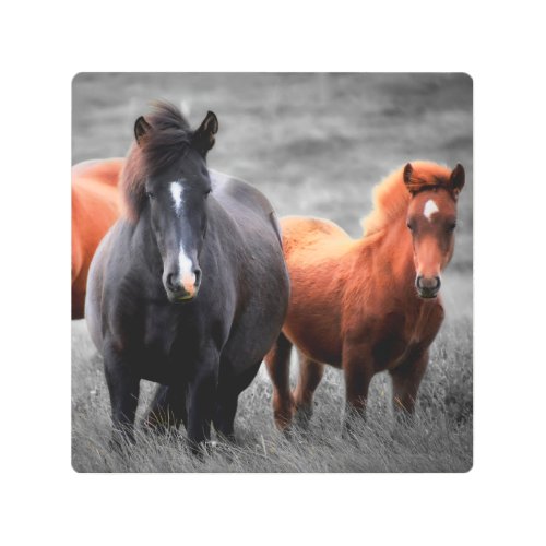 Horses Portrait Selective Color Photography Metal Print