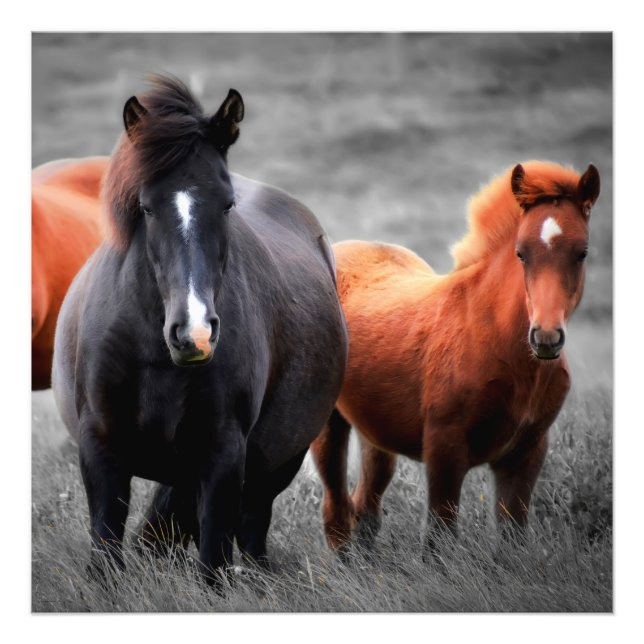 Horses Portrait: Selective Color Photography Photo Print (Front)