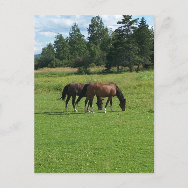 Horses Postcard (Front)