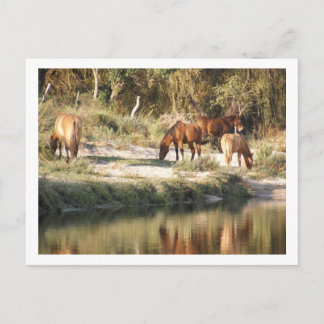 horses postcard