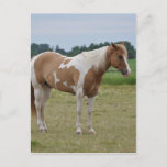 Horses Postcard