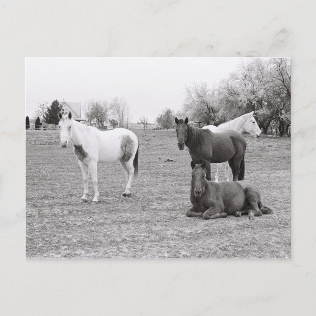 Horses Postcard (Front)