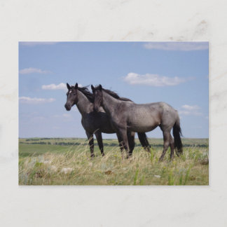 Horses Postcard