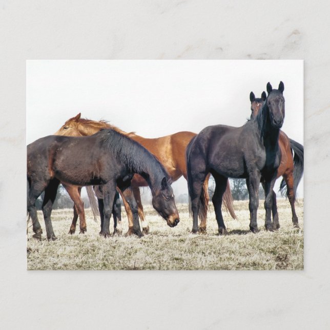 HORSES POSTCARD (Front)