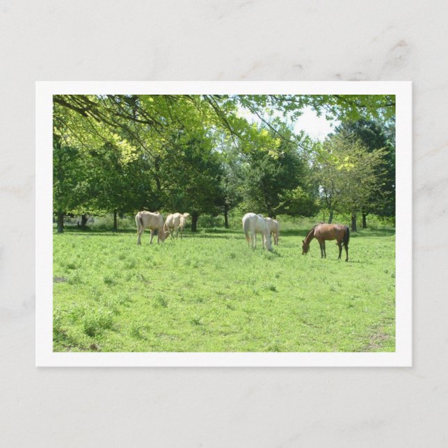 horses postcard (Front)