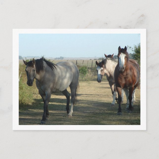 horses postcard (Front)