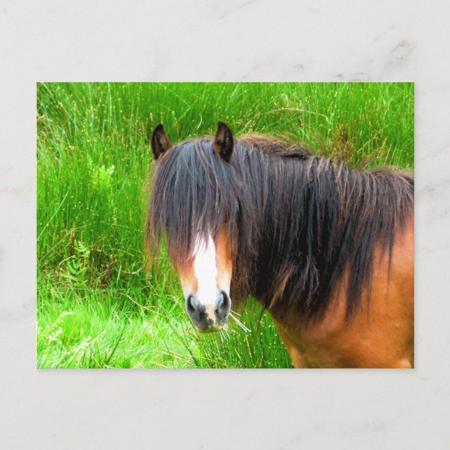 HORSES POSTCARD (Front)