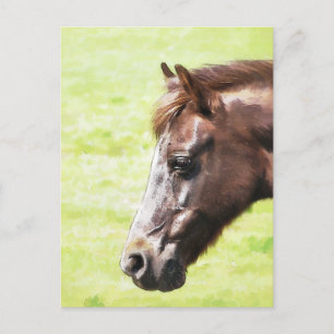 HORSES POSTCARD