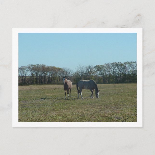horses postcard (Front)