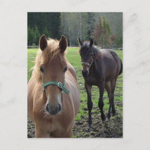 Horses postcard
