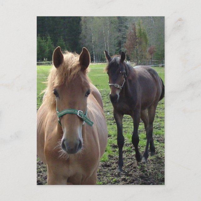 Horses postcard (Front)