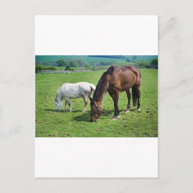 Horses Postcard (Front)
