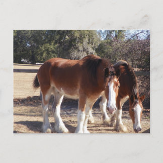Horses Postcard