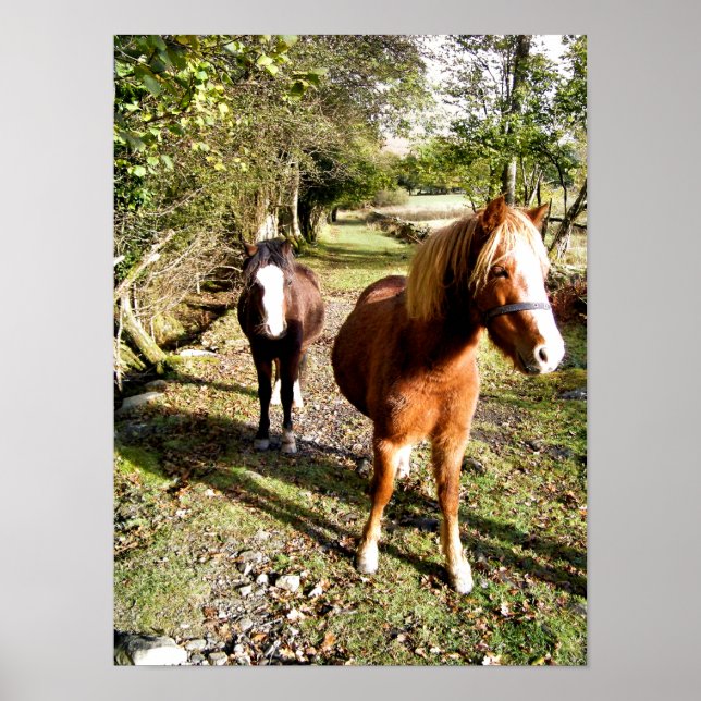 HORSES POSTER (Front)