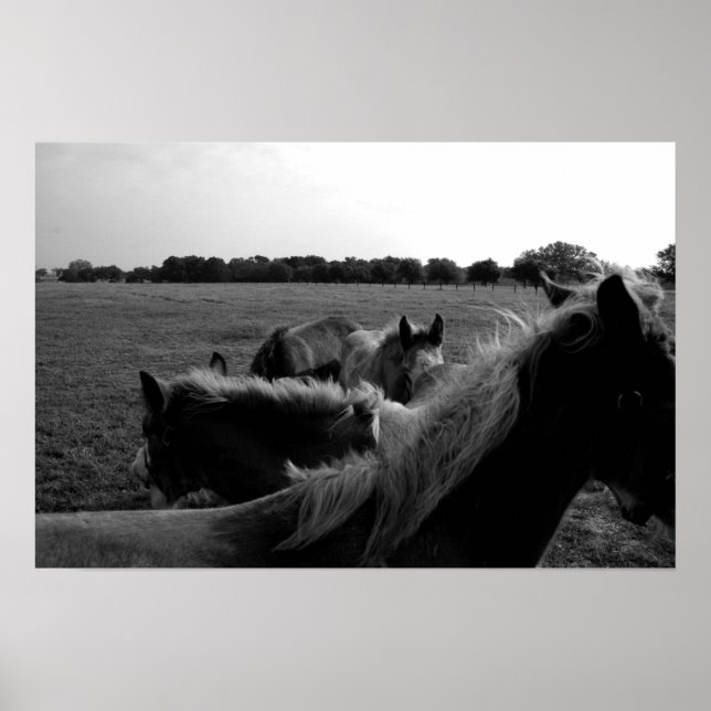 Horses Poster (Front)