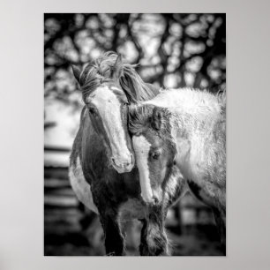 Horses Print/Poster Poster