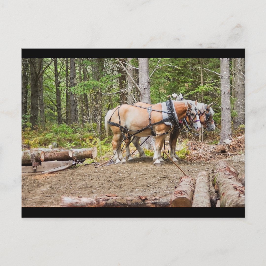 Horses Pulling Logs In Woods of Maine Postcard Zazzle
