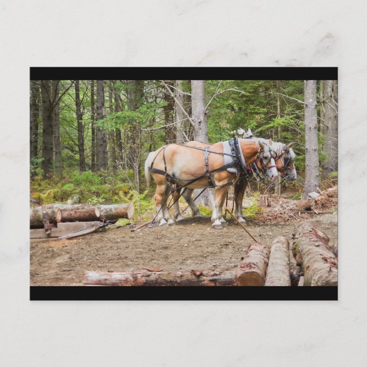 Horses Pulling Logs In Woods of Maine Postcard Zazzle