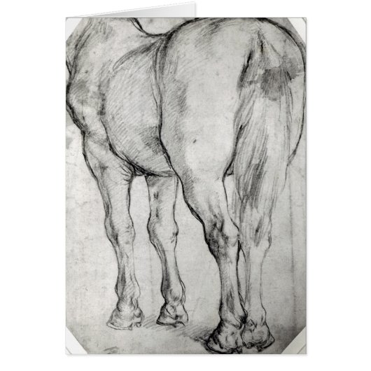 Horse's Rear Cards (Front)