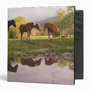 Horses reflected in small stream, Cades Cove, 3 Ring Binder