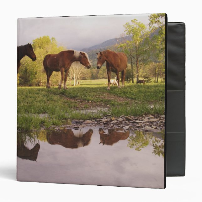 Horses reflected in small stream, Cades Cove, 3 Ring Binder (Front/Inside)