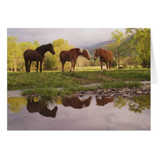 Horses reflected in small stream, Cades Cove, Cards (Front Horizontal)