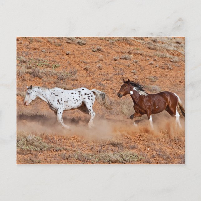 Horses roaming the Big Horn MT of Shell Wyoming. 2 Postcard (Front)