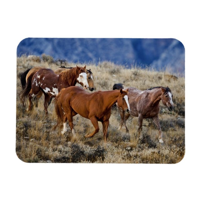 Horses Roaming the Hills Magnet (Horizontal)