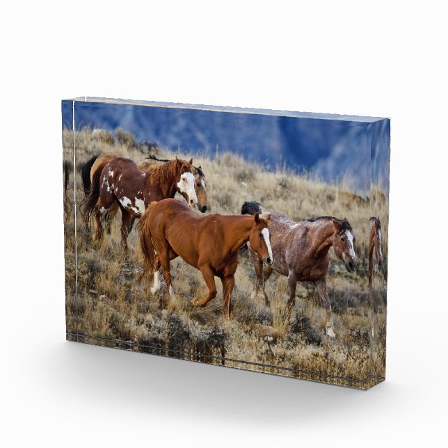 Horses Roaming the Hills Photo Block (Right)