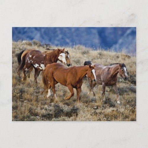 Horses Roaming the Hills Postcard