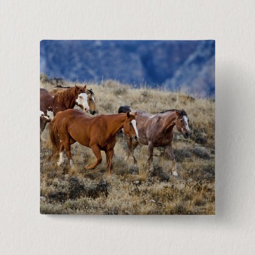 Horses roaming the scenic hills of the Big Horn 2 Pinback Button