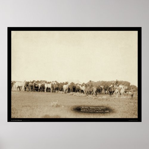 Horses Roped by Cowboys SD 1887 Poster