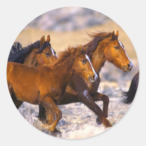 Horses running classic round sticker