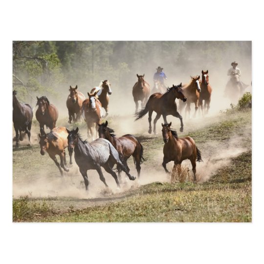 Horses running during roundup, Montana Postcard