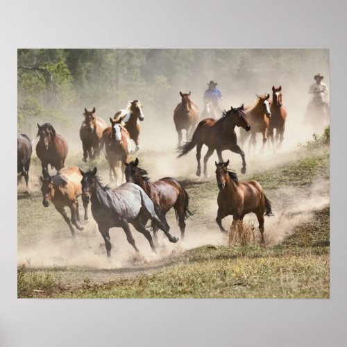 Horses running during roundup Montana Poster