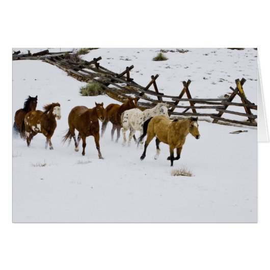 Horses Running in Snow Cards (Front Horizontal)