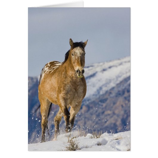 Horses Running in Snow Cards (Front)