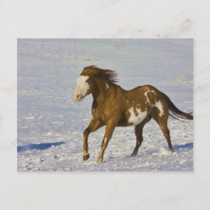 Horses Running in Snow Postcard